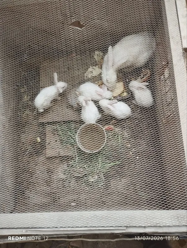 Quyonlar sotiladi 1