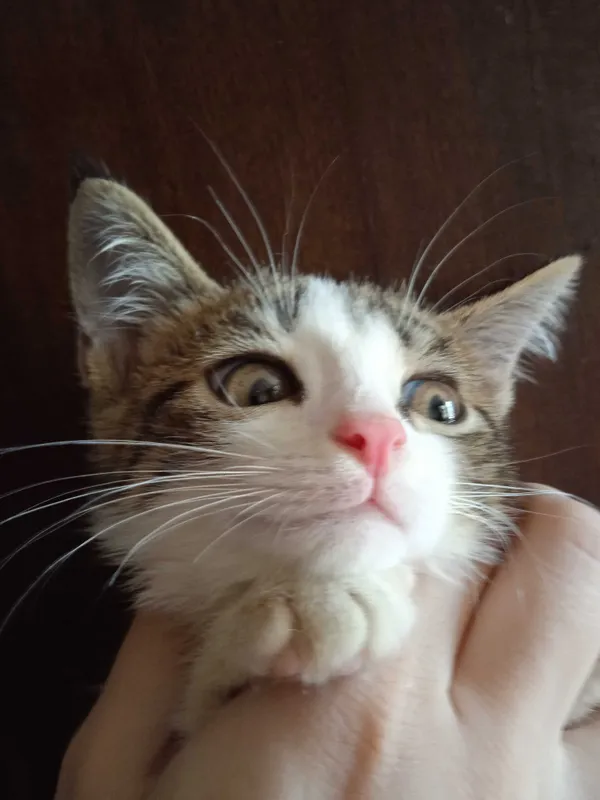Серобелый котёнок мальчик, 3 месяца. 2