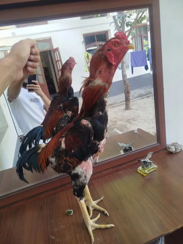 Dakan horozzzzz Horoz sotladi yeb icwi cotkii 5 kilo nari beri ves bo — фото 3
