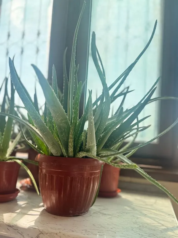 Katta Aloe Vera guli sotiladi 2