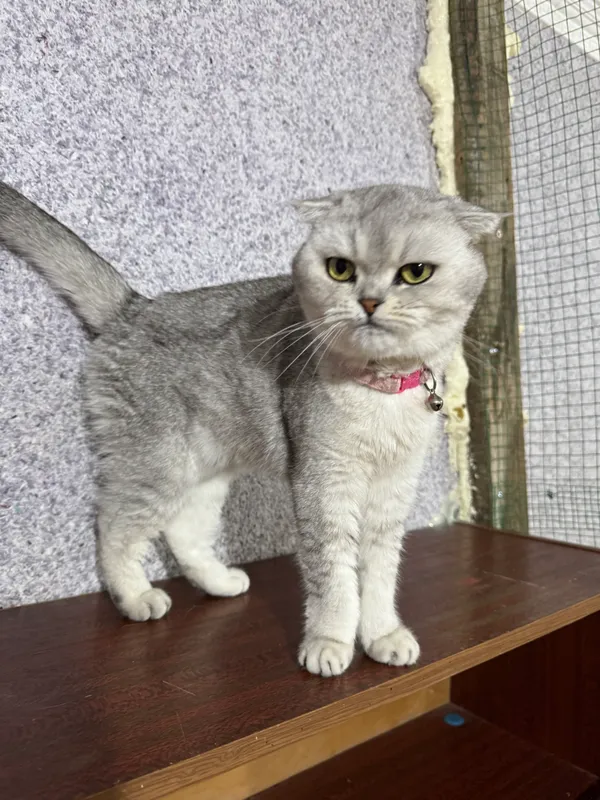 Серебристая шиншила