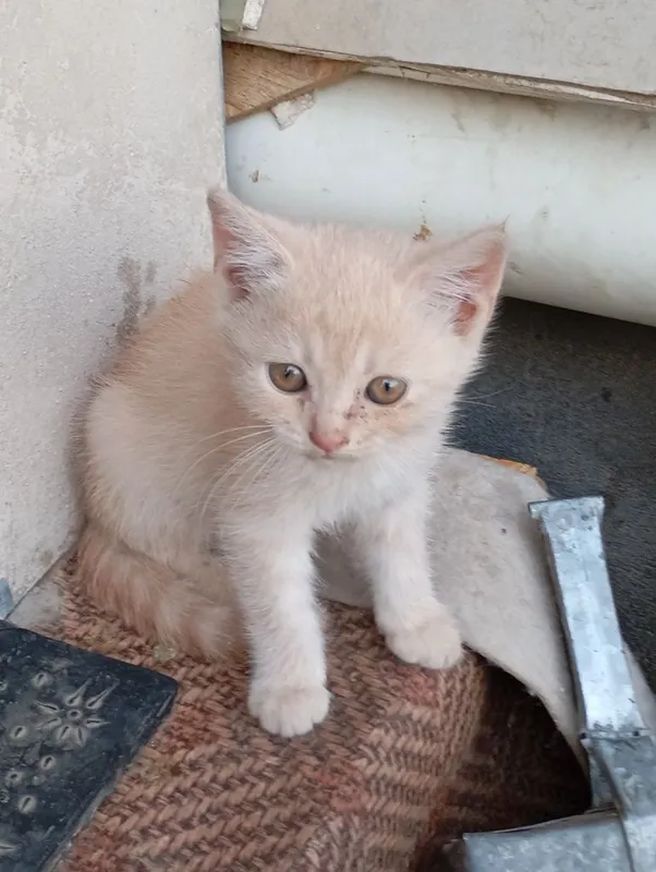 Котята британской породы — фото 3