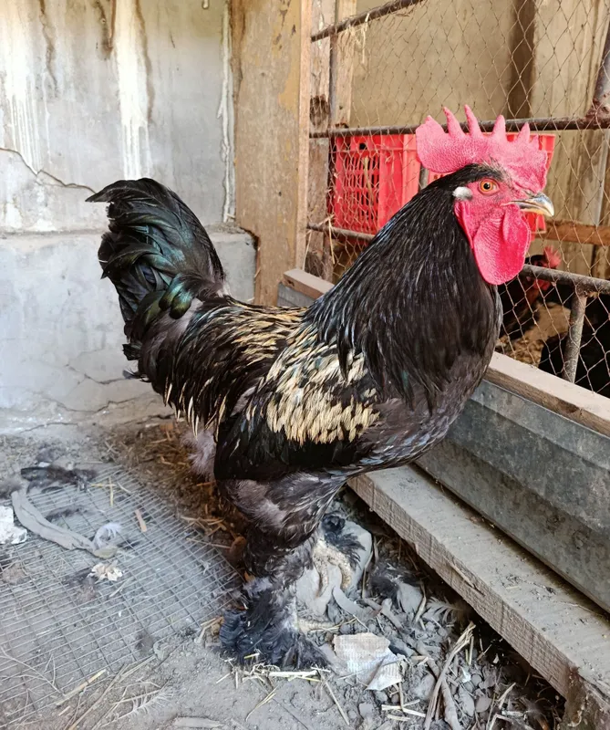 Xoʻroz joʻjalari bilan sotiladi 1