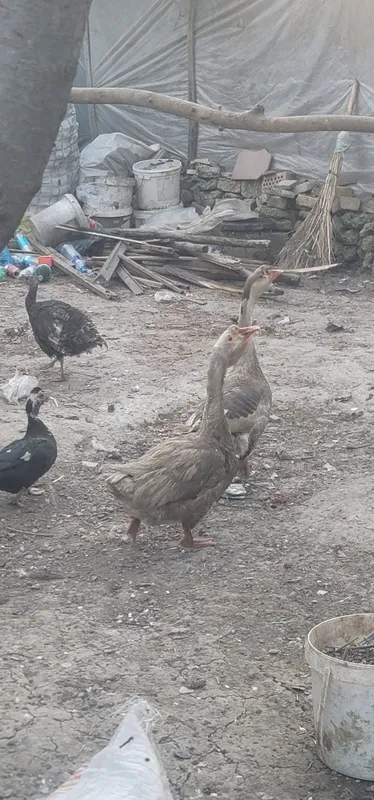 2 ta erkak g'oz sotiladi. 5