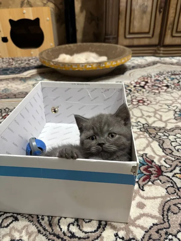 Продаются котята британцы. 4 Продаются котята британцы. 4