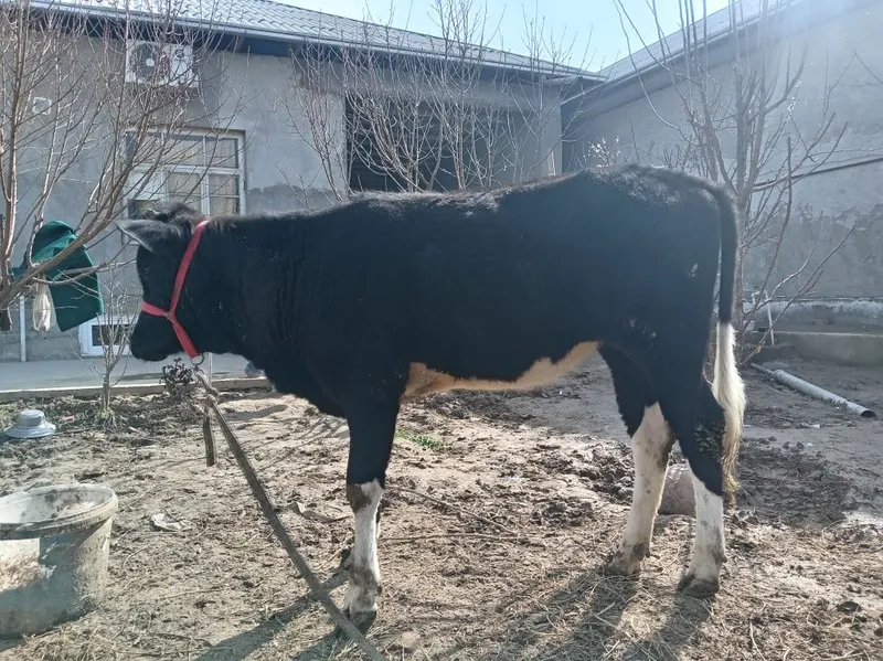 G'unajin sotiladi.