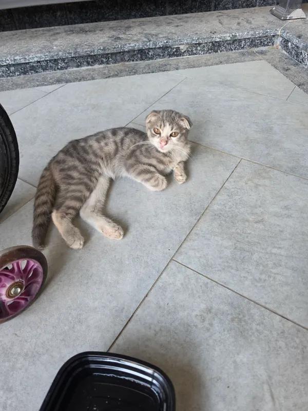 кот 3