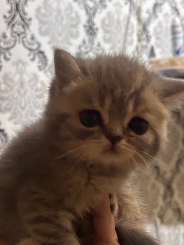 Британский скотч+Британская шиншилла — фото 4