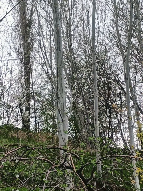 Терак сотилади келишилган нарихда — фото 3