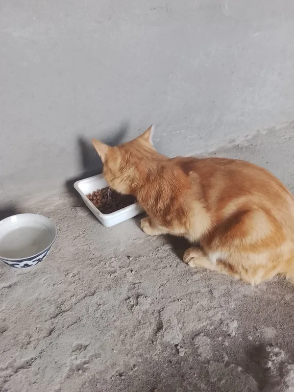 MUSHUK SOTILADI.ISMI VASKA.JUDA OZODA VA AQILLIY 7