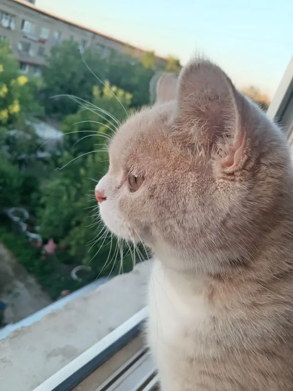 Mushuk bolasi hadya qilinadi — фото 1