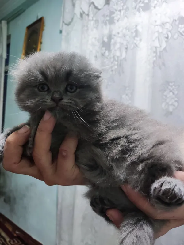 Продаются котята британские веслоухие — фото 3