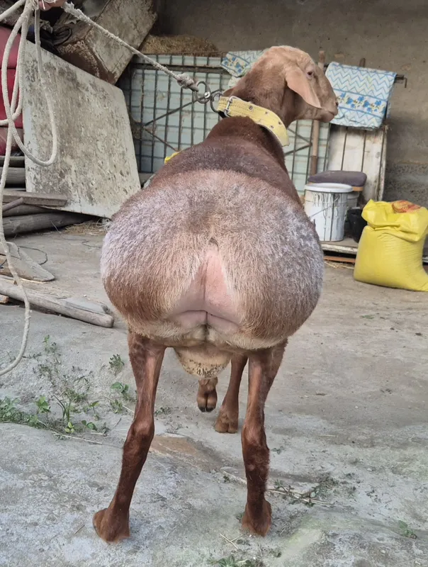 Qazoqi tagalla sotiladi — фото 6