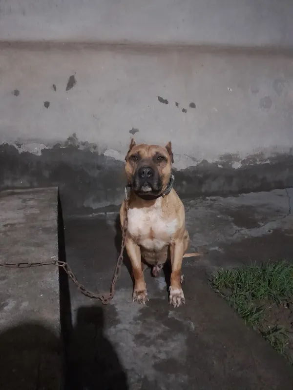 Pit bul sotiladi
