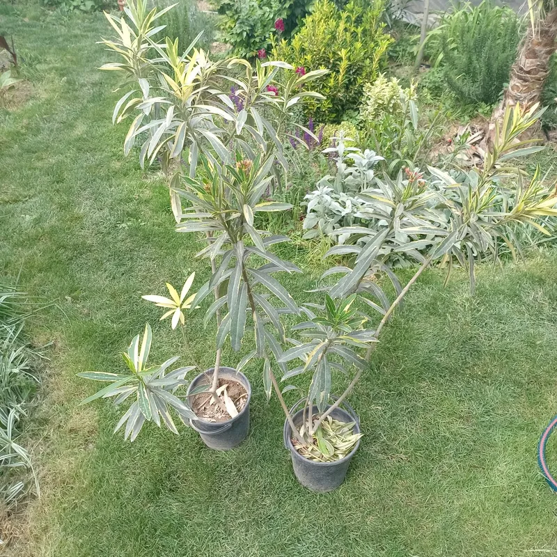 Олеандр вариегатный, Толгули, Tol guli (Nerium oleander variegata) — 1 — фото 3