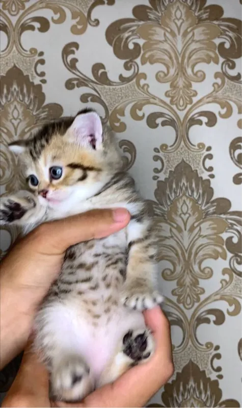 Продаются милые шотландские котята — фото 3