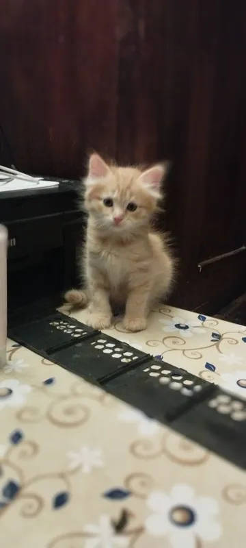 Котята домашние. 2 месяца — фото 1