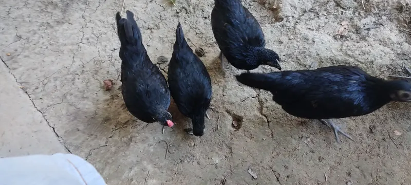 Кора Бентам жужалари 1
