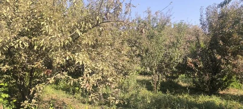 Afrosiyob mahallasi Furqat koʻchasi — фото 5
