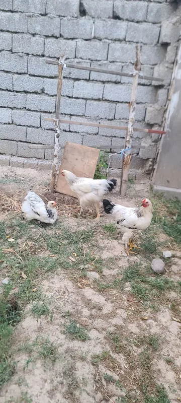 Tovuq xorozlar sotiladi 2