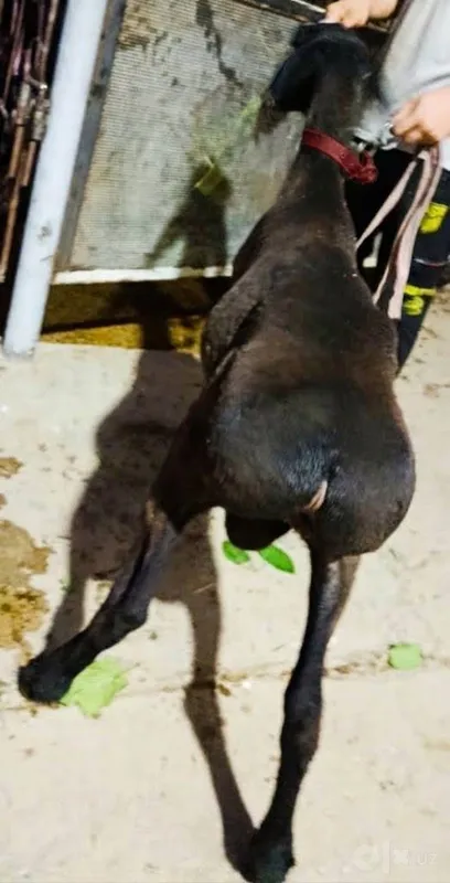 Toza Кора Gissarkiy Tagal sotiladi 3 Toza Кора Gissarkiy Tagal sotiladi 3