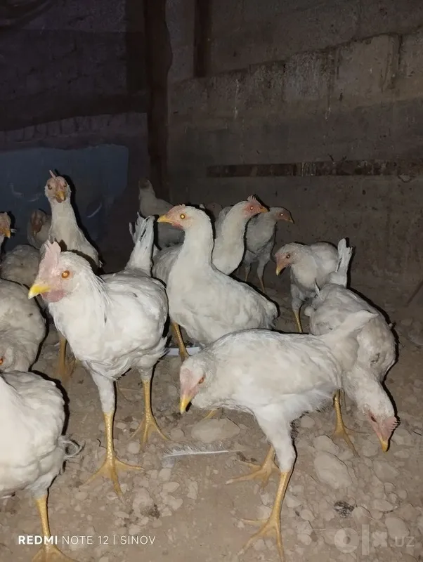 Продаются петушки 3 Продаются петушки 3