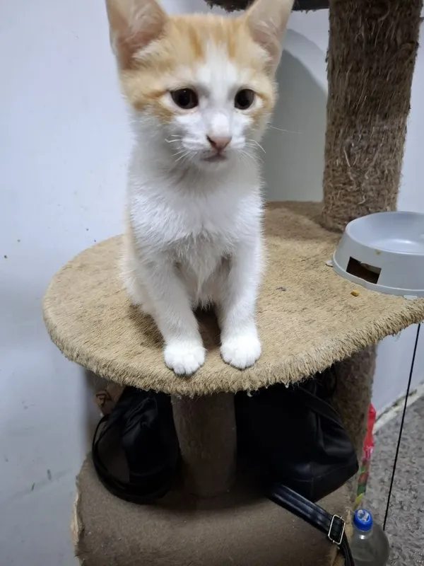 Пристраиваются котята в добрые и ответственные ручки.