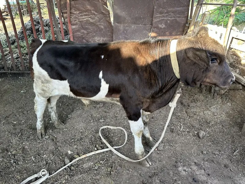Buzoqcha sotiladi 4 Buzoqcha sotiladi 4