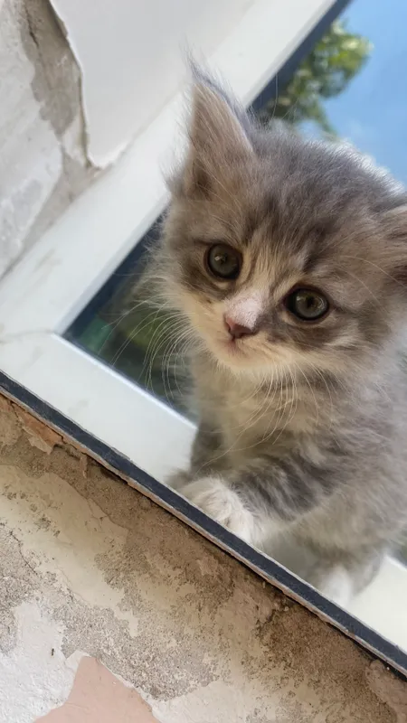 Siberian cat