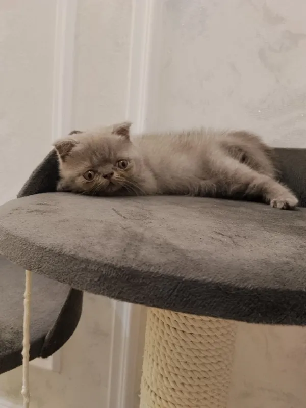 Котята домашние, британский и шотландская 3