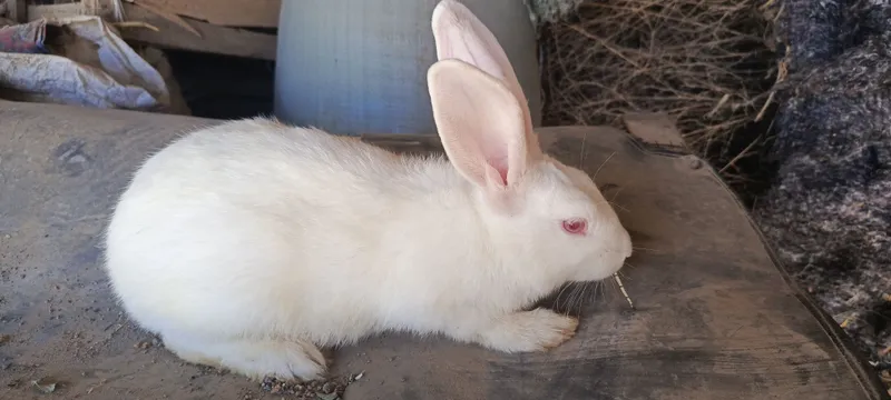 Velikan zotli quyonlar 3 Velikan zotli quyonlar 3