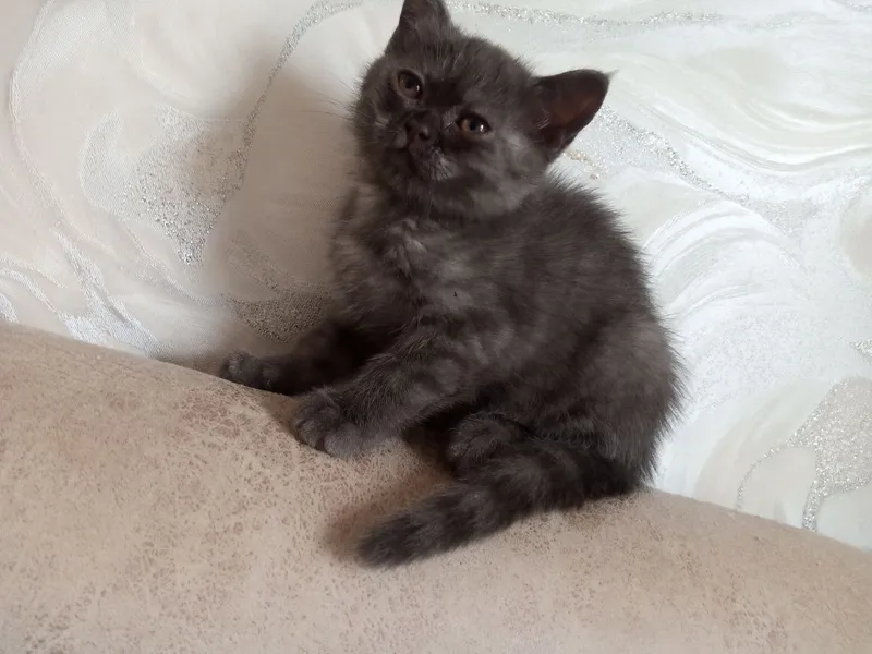 Срочно продаются котята — фото 1