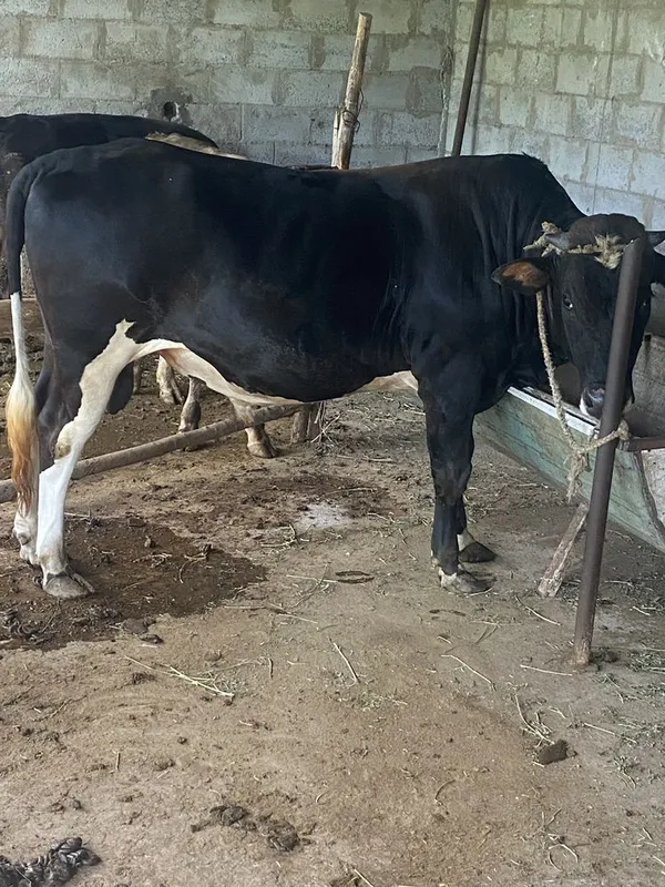 Buqa tezda sotiladi