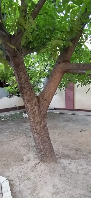 Yongoq daraxti sotiladi 1 Yongoq daraxti sotiladi 1