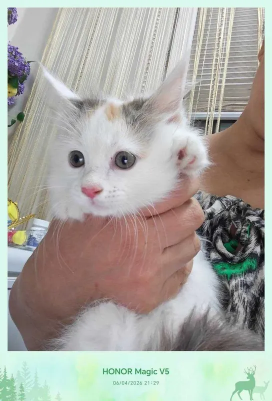 Котенок домашний, 4 месяца