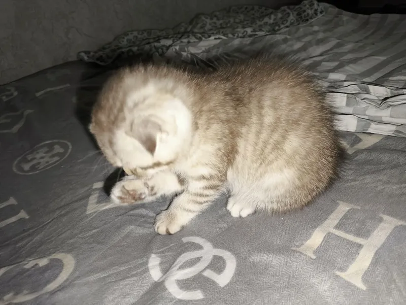 котята вислоухие — фото 5