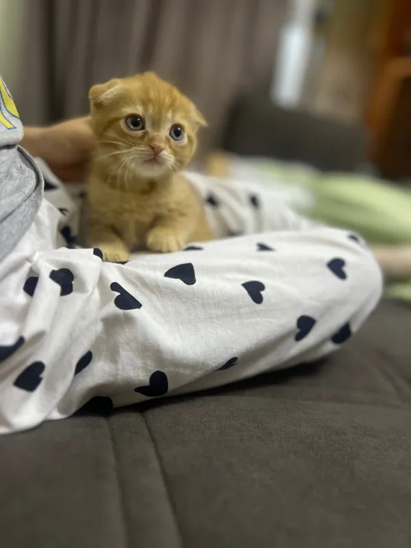 Рыжий вислоухий котенок — фото 1