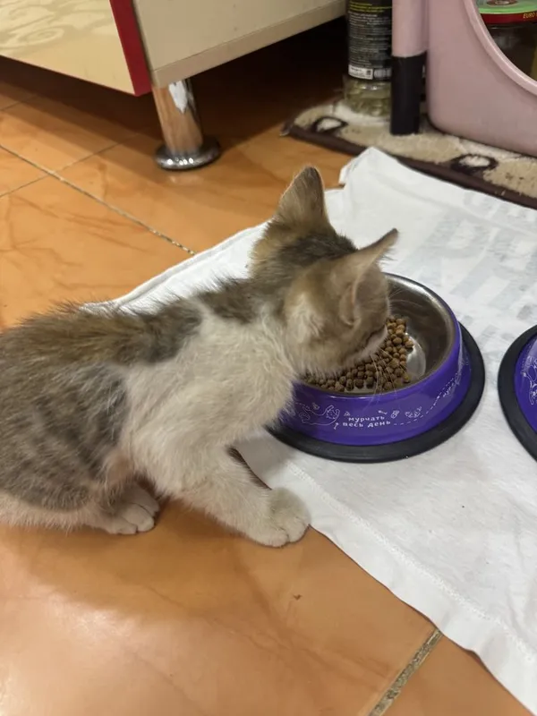 Котенок 2 месячный