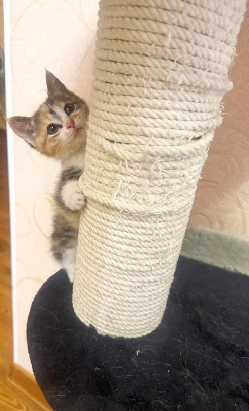 Бесплатно отдаем  котенка в хорошие любящие руки — фото 1