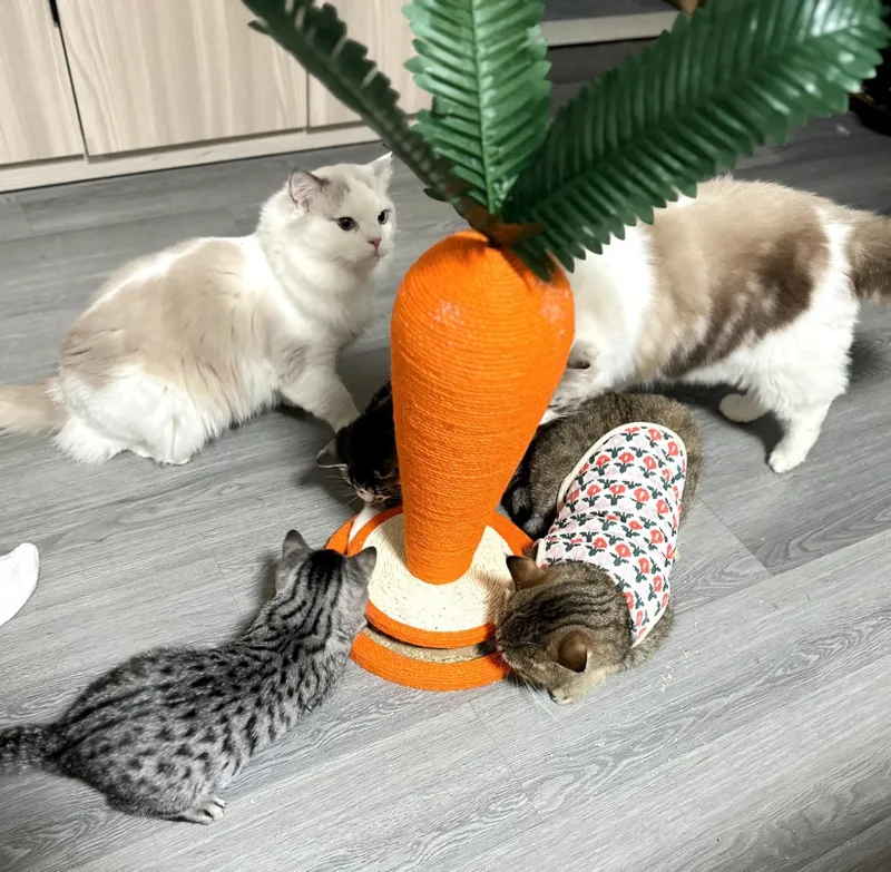 Когтеточка для кошек котов игрушка в форме морков — фото 5