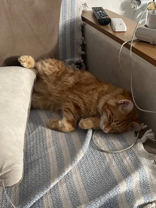 Шотландская прима ухая кошка — фото 2