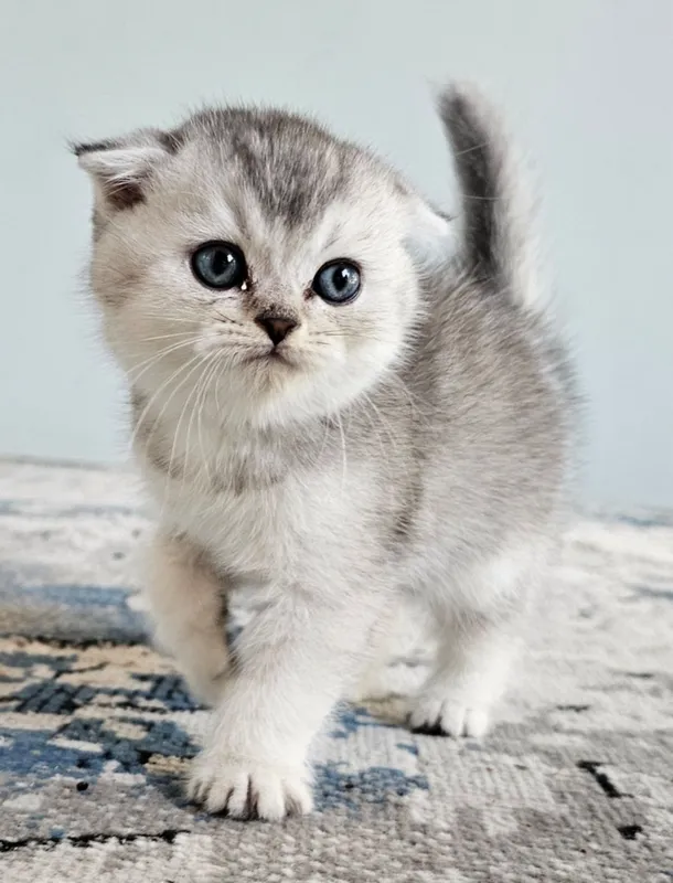 Котенок Скоттиш страйт и фолд серебристый шиншилла — фото 2