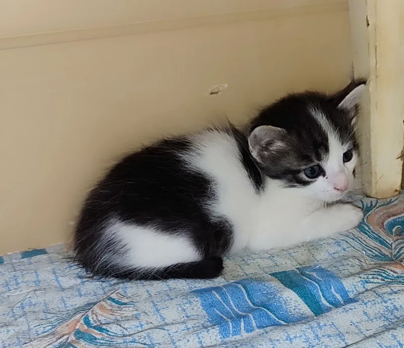 ищем маму для котят 1 ищем маму для котят 1