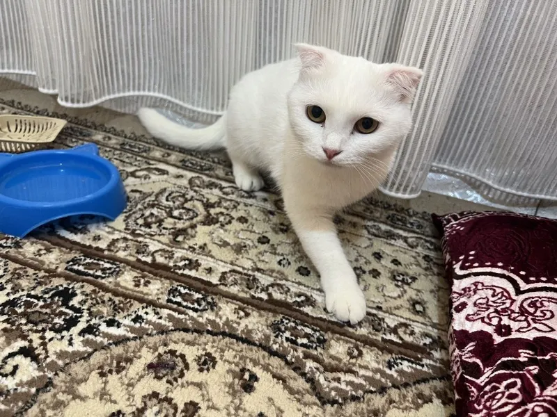 Scottish fold oq mushuk 2 Scottish fold oq mushuk 2
