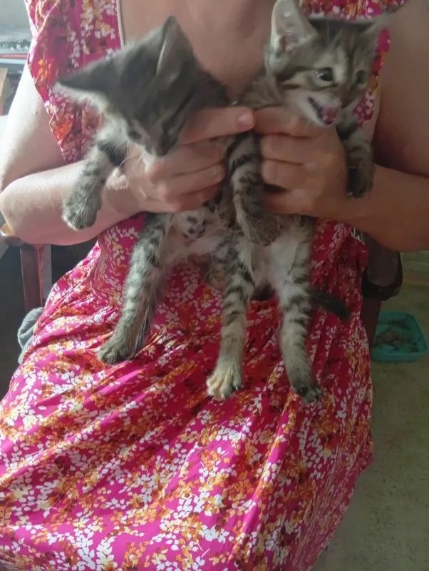 Продаются котята 1 Продаются котята 1