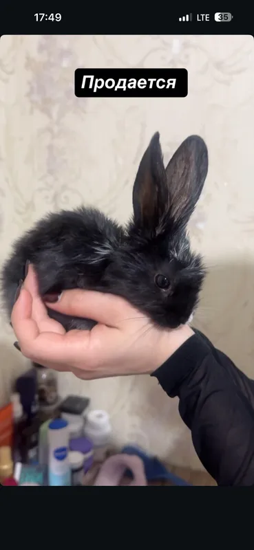 Кролик