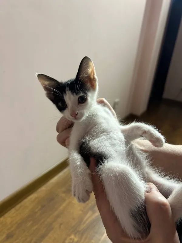 Котенок в добрые руки — фото 1