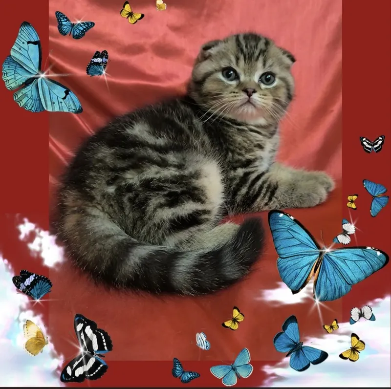 Срочно не дорого продаются котята! — фото 2