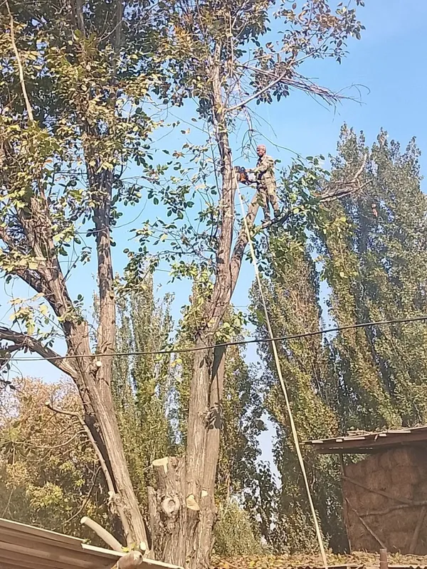 Дарахт кесиш хизмат — фото 3
