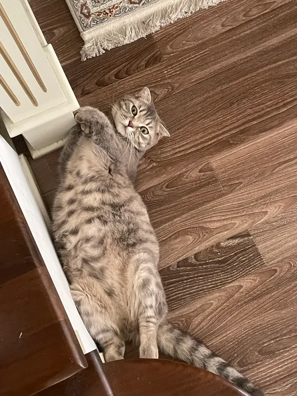 Кошка